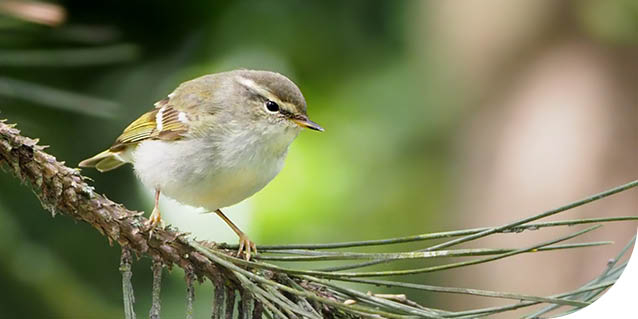 Pouillot à grands sourcils de profil posé sur la branche d'un arbre